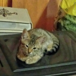 Nala at home