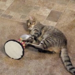 Nala at play.jpg