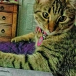 Nala at work.jpg