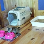 Nala eating at home