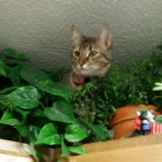 Nala on the cabinets.jpg