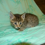 Savannah Female BST F-6 BB's DOB 4-11-14 010-800