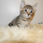 Savannah Female BST F-6 BB's DOB 4-11-14 018-800