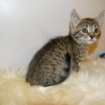 Savannah Female BST F-6 BB's DOB 4-11-14 020-800