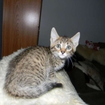 Savannah Female BST F-6 BB's DOB 4-11-14 021-800