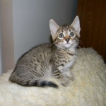 Savannah Female BST F-6 BB's DOB 4-11-14 023-800