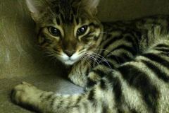 Beelcebub F-6A Savannah Brown Spotted Male #1 DOB 4-11-14