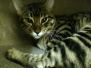 Beelcebub F-6A Savannah Brown Spotted Male #1 DOB 4-11-14
