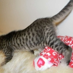 Savannah F-6A Male BST DOB 4-11-14 017-800