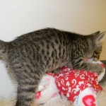 Savannah F-6A Male BST DOB 4-11-14 020-800