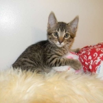 Savannah F-6A Male BST DOB 4-11-14 024-800