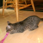 Savannah F-6A Male BST DOB 4-11-14 049-800