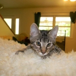 Savannah F-6A Male BST DOB 4-11-14 050-800