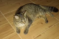 Stella F-6A Savannah Brown Spotted Female #2 DOB 4-11-14