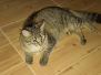 Stella F-6A Savannah Brown Spotted Female #2 DOB 4-11-14