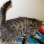 Savannah F-6A female #2 DOB 4-11-14 001-800