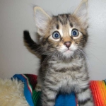 Savannah F-6A female #2 DOB 4-11-14 003-800