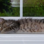 Stella, F-6A Savannah at 3 months.jpg