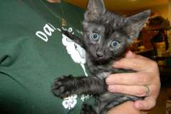 Moby - F-6A Savannah Smoke Male DOB 3-22-14
