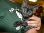 Moby - F-6A Savannah Smoke Male DOB 3-22-14