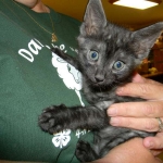 Savannah F-6 smoke male DOB 32214 020-800