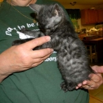 Savannah F-6 smoke male DOB 32214 023-800