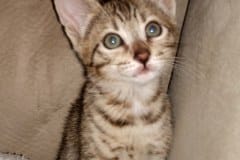 Sophie Savannah F-7SBT BST Female DOB 5-3-20 dk