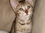 Sophie Savannah F-7SBT BST Female DOB 5-3-20 dk