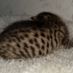 Savannah, F-7SBT, BST, Female, DOB 5-3-20