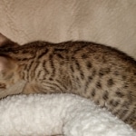 Sophie, Savannah, F-7SBT, BST, Female, DOB 5-3-20