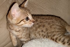 Alice Savannah F-7SBT BST Female DOB 5/3/20 lt