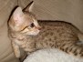 Alice Savannah F-7SBT BST Female DOB 5/3/20 lt