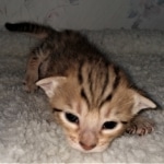 Savannah, F-7SBT, BST, Female, DOB 5-3-20