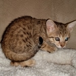Alice, Savannah, F-7SBT, BST, Female, DOB 5-3-20