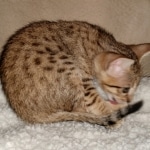 Alice, Savannah, F-7SBT, BST, Female, DOB 5-3-20