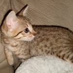 Alice, Savannah, F-7SBT, BST, Female, DOB 5-3-20