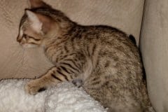 F-7SBT BST Male DOB 5/3/20