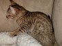 F-7SBT BST Male DOB 5/3/20