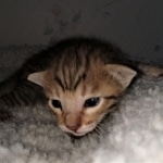 Savannah, F-7SBT, BST, Male, DOB 5-3-20