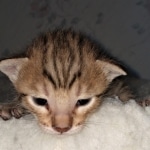 Savannah, F-7SBT, BST, Male, DOB 5-3-20