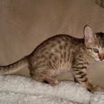 Savannah, F-7SBT, BST, Male, DOB 5-3-20