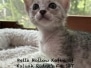 Savannah F4 SBT Female Kitten Essex 5-9-26
