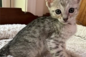 Savannah F-4 SBT Silver Spotted Female Kitten Essex 5-9-26