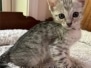 Savannah F4 SBT Female Kitten Essex 5-9-26