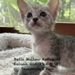 F-4SBT Savannah Silver female
