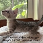 F-4SBT Savannah Silver female