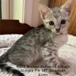 F-4SBT Savannah Silver female