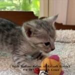 F-4SBT Savannah Silver female