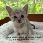 F-4SBT Savannah Silver female