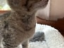 Savannah F4SBT Brown Spotted Male Sommers DOB 5-9-26